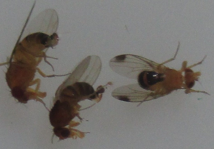 Drosophila suzukii - Azijska vinska mucica 00.jpg